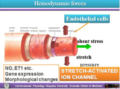 hemodynamic force